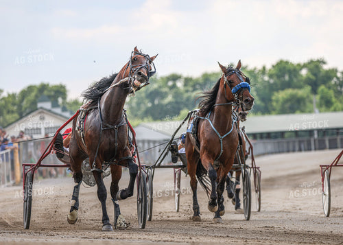 Horse Racing 160258