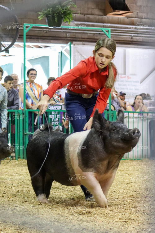 Farm Kid Showing Pig 109057