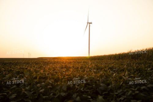 Wind Turbine Rising Above Soybean and Corn Fields at Sunset 415000