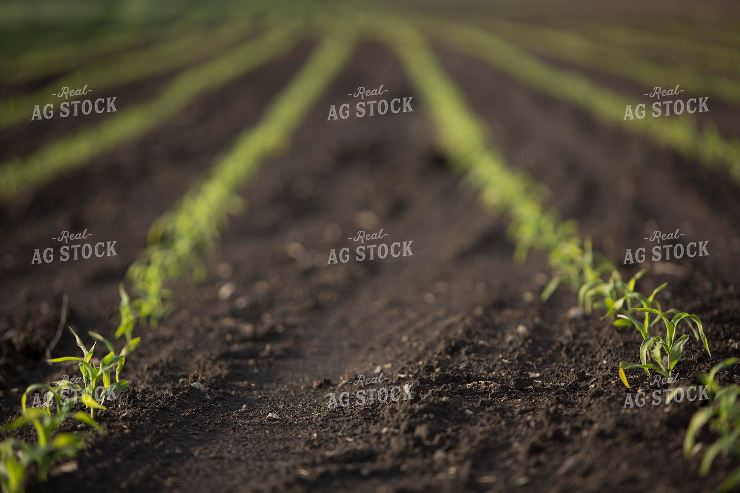 Corn - Early Growth 1053