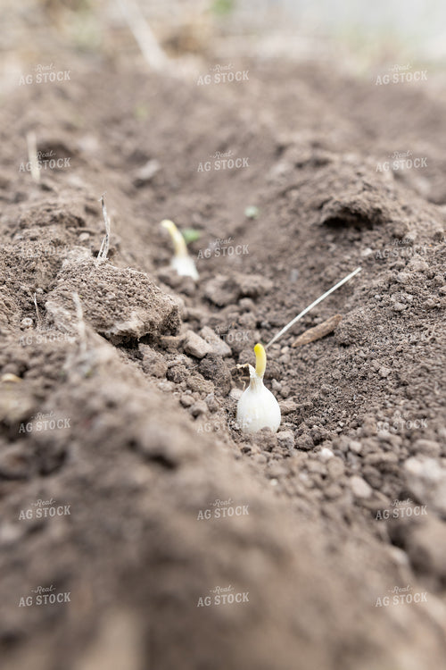 Planting Onions 162036