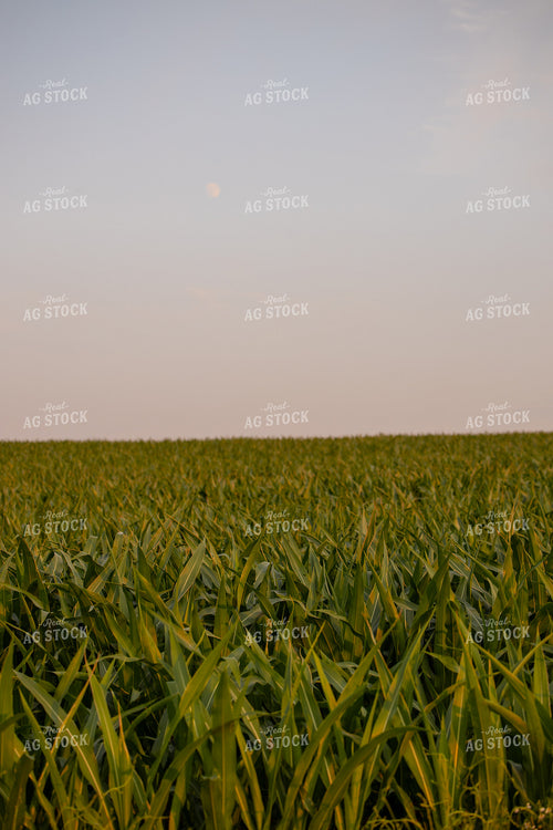 Midseason Corn Field 279019