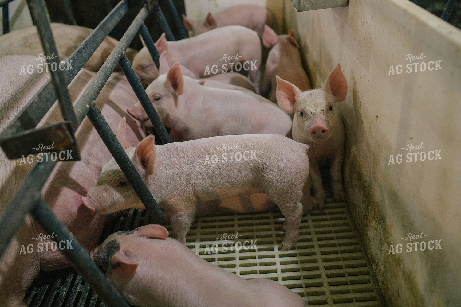 Piglets and Sow in Farrowing Stall 3259