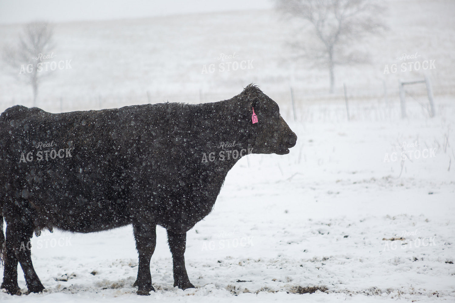 Cattle on Snowy Pasture 155441