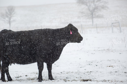 Cattle on Snowy Pasture 155441