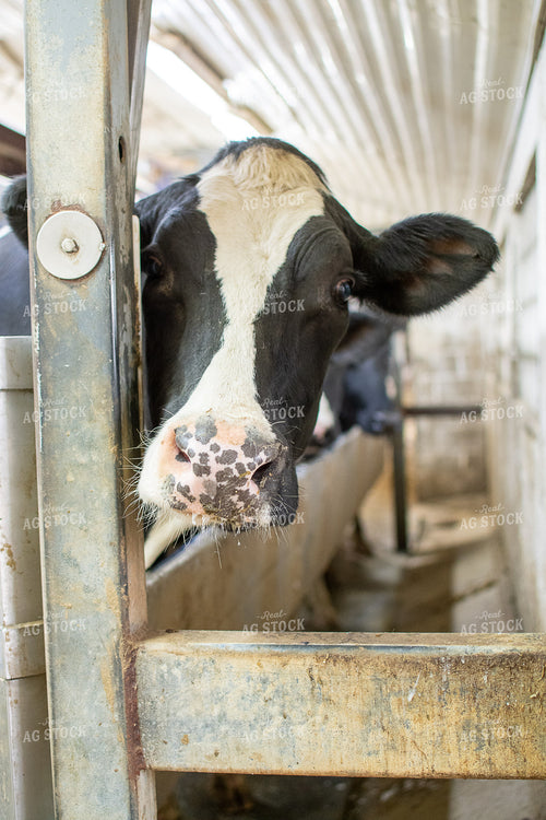 Holstein Cattle Looking Through Fence 50354