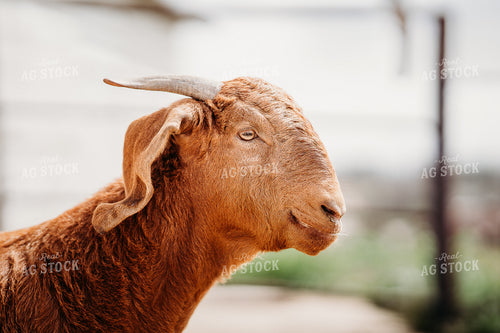 Goat Close Up 196268