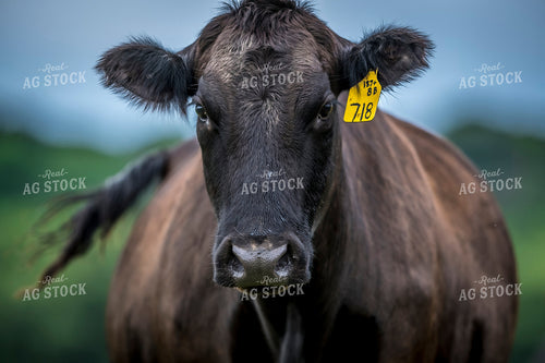 Black Angus Cattle 250191