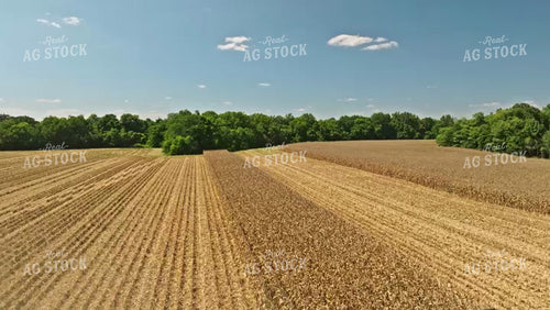 Corn Harvest 92084