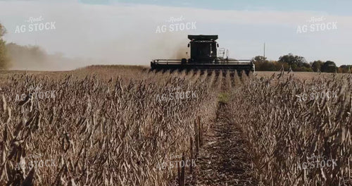 Combine Cutting Beans - Straight On Camera Angle 3954