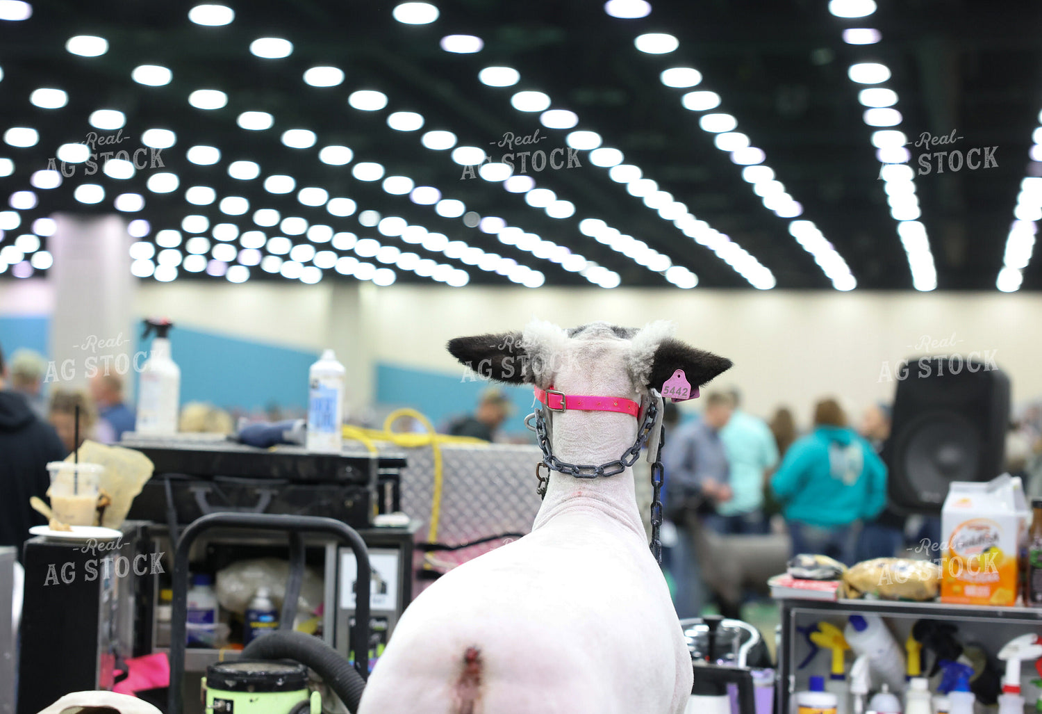 Prepping for Sheep Show 90164