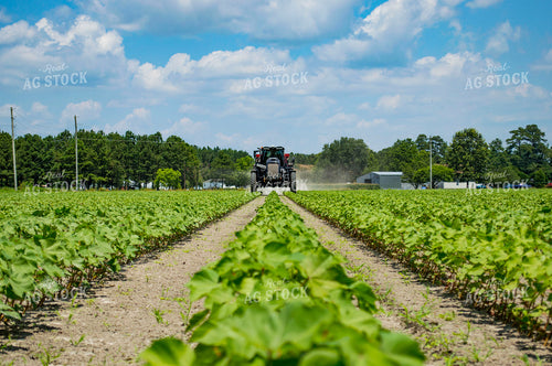 Spreading Dry Fertilizer in Cotton Field 136192