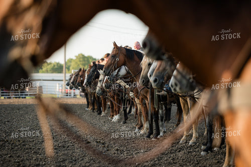 Rodeo 219126