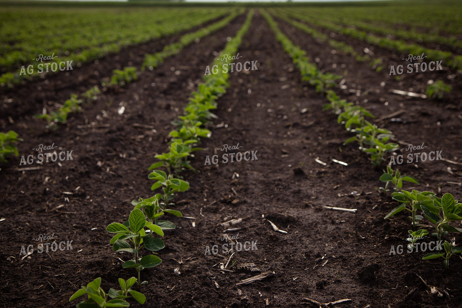 Early Growth Soybeans 268280