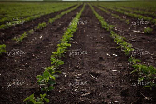 Early Growth Soybeans 268280