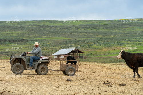 Farmer Riding ATV on Ranch with Calf Trailer and Grazing Cows Nearby 65279