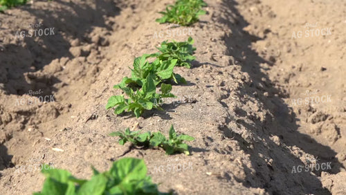 Early Growth Potatoes 146047
