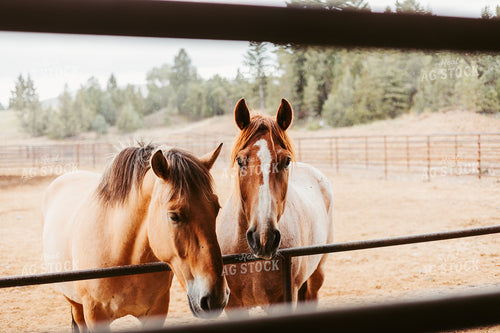 Horse 225006