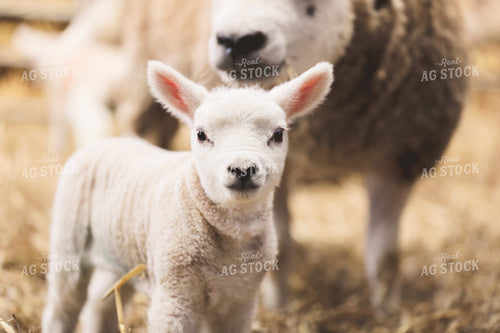 Sheep and Lamb 121008