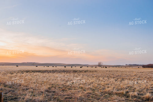 Angus Cattle Grazing in Pasture 68035