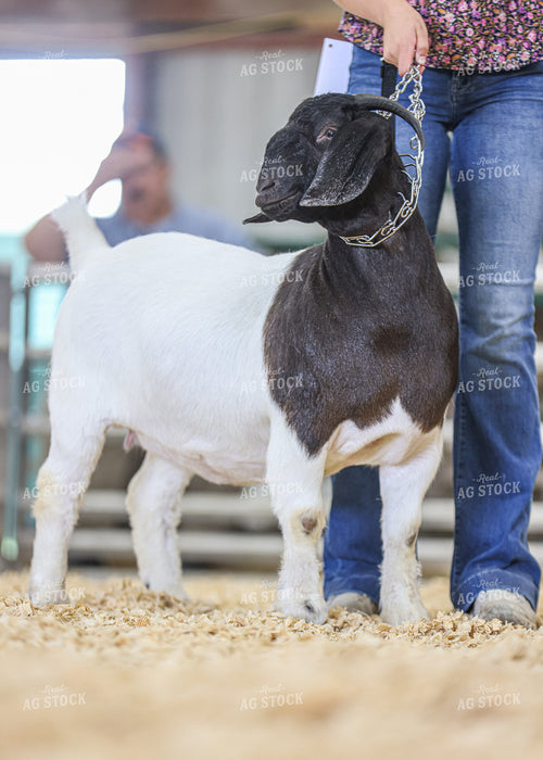 Showing Goats 160287