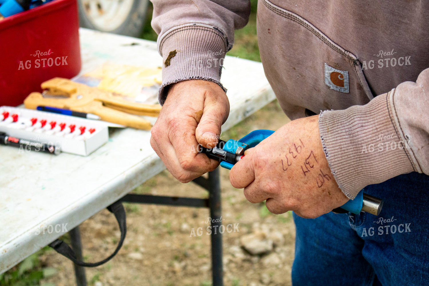 Working Cattle 214266