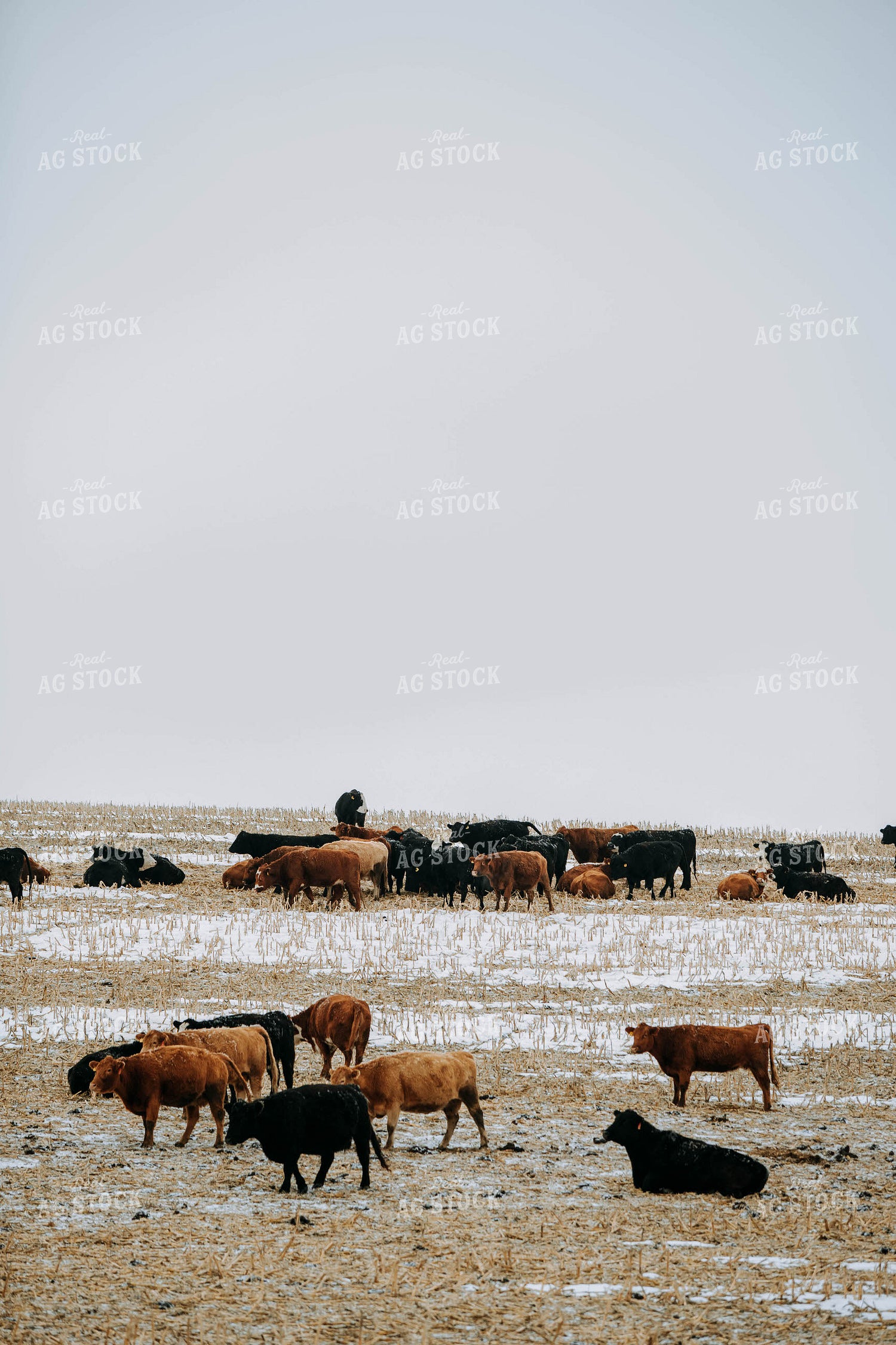 Cattle in Pasture 77163