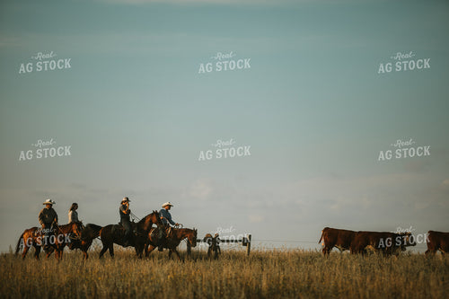 Ranchers and Cattle in Pasture 6405
