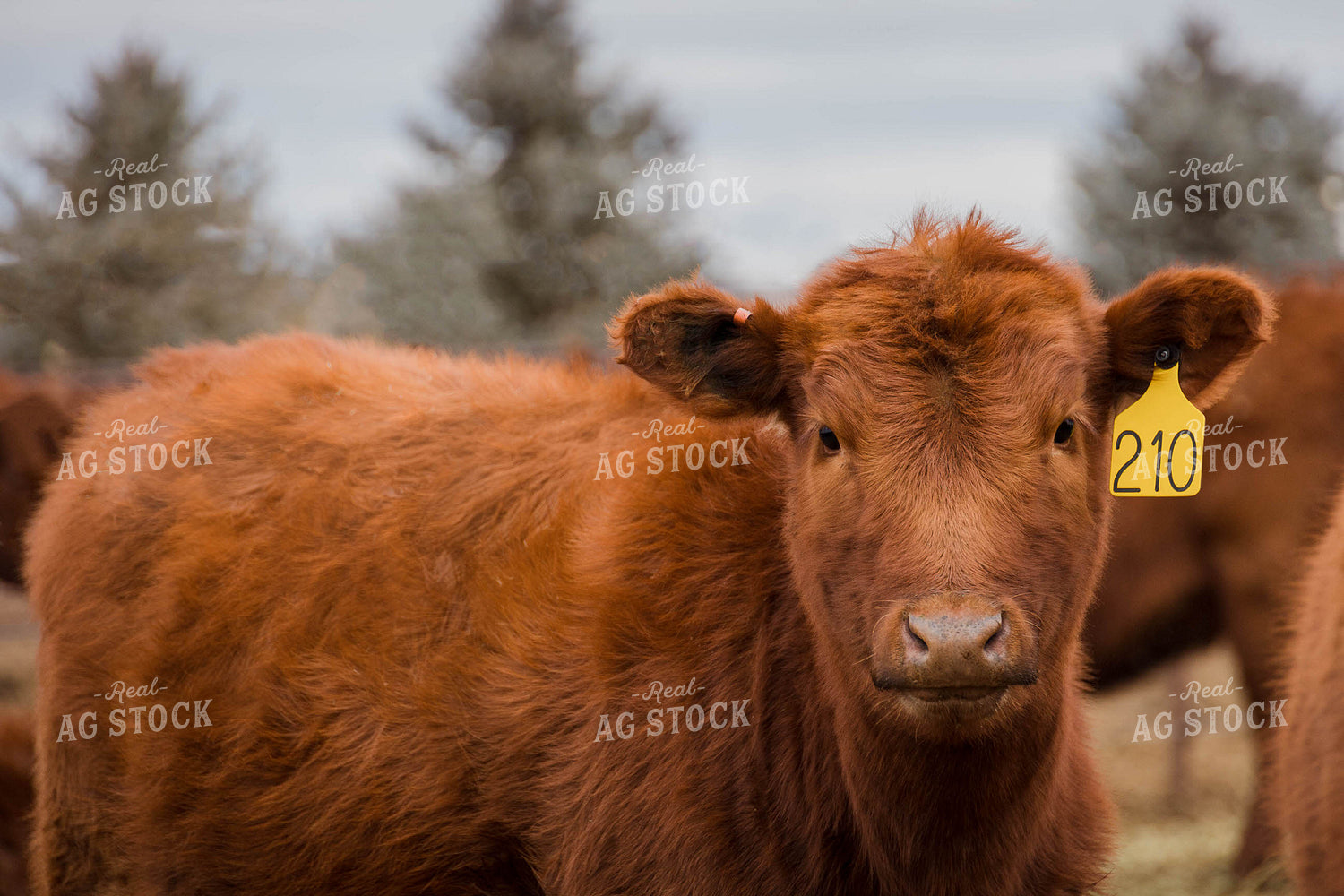 Red Angus Cow in Pasture 97102