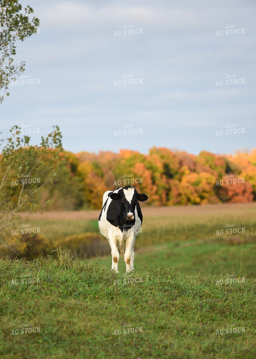 Holstein Cow in Pasture 120004