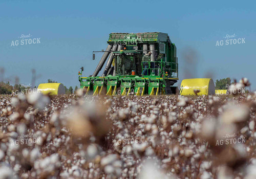 Cotton Harvest 291044