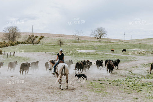 Cattle in Pasture with Horse 77077