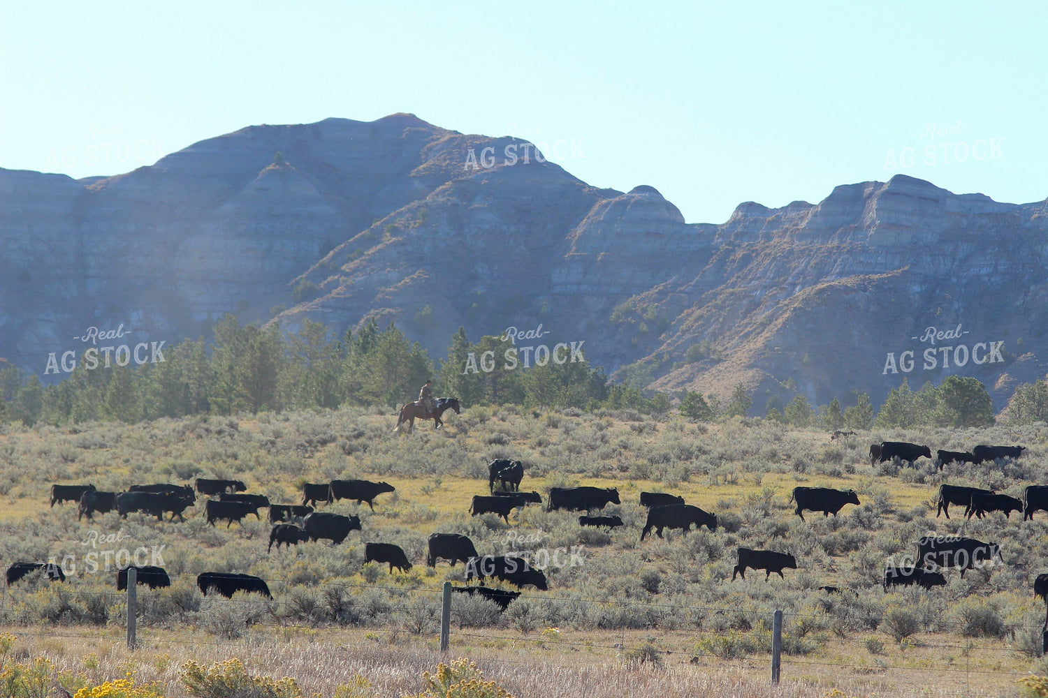 Angus Cattle in Pasture 63048
