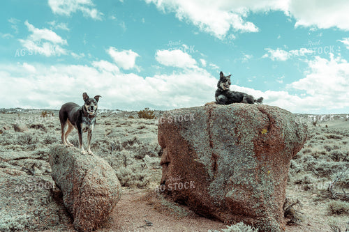 Ranch Dogs 58093