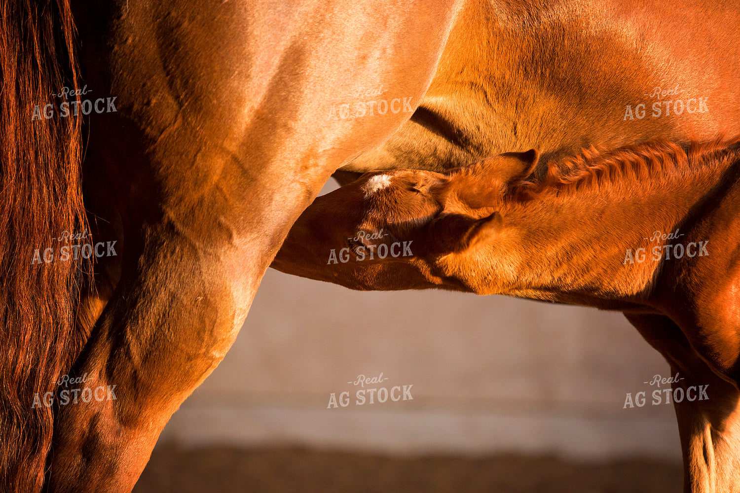 Mare and Foal 55377