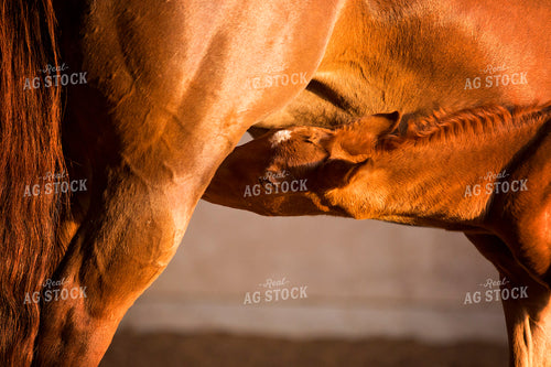 Mare and Foal 55377