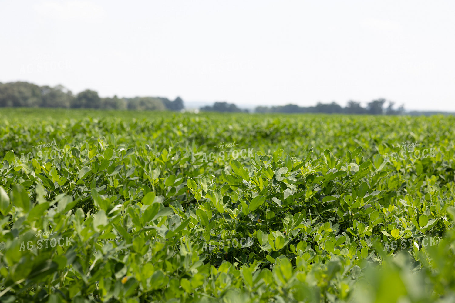 Peanut Field 256012