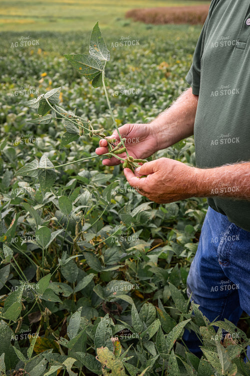 Farmer Checking Soybeans 270168