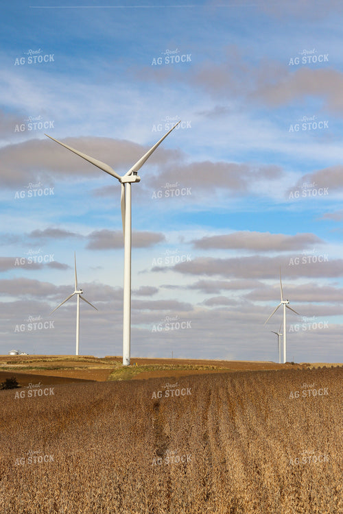 Dried Soybean Field with Windmill 67023
