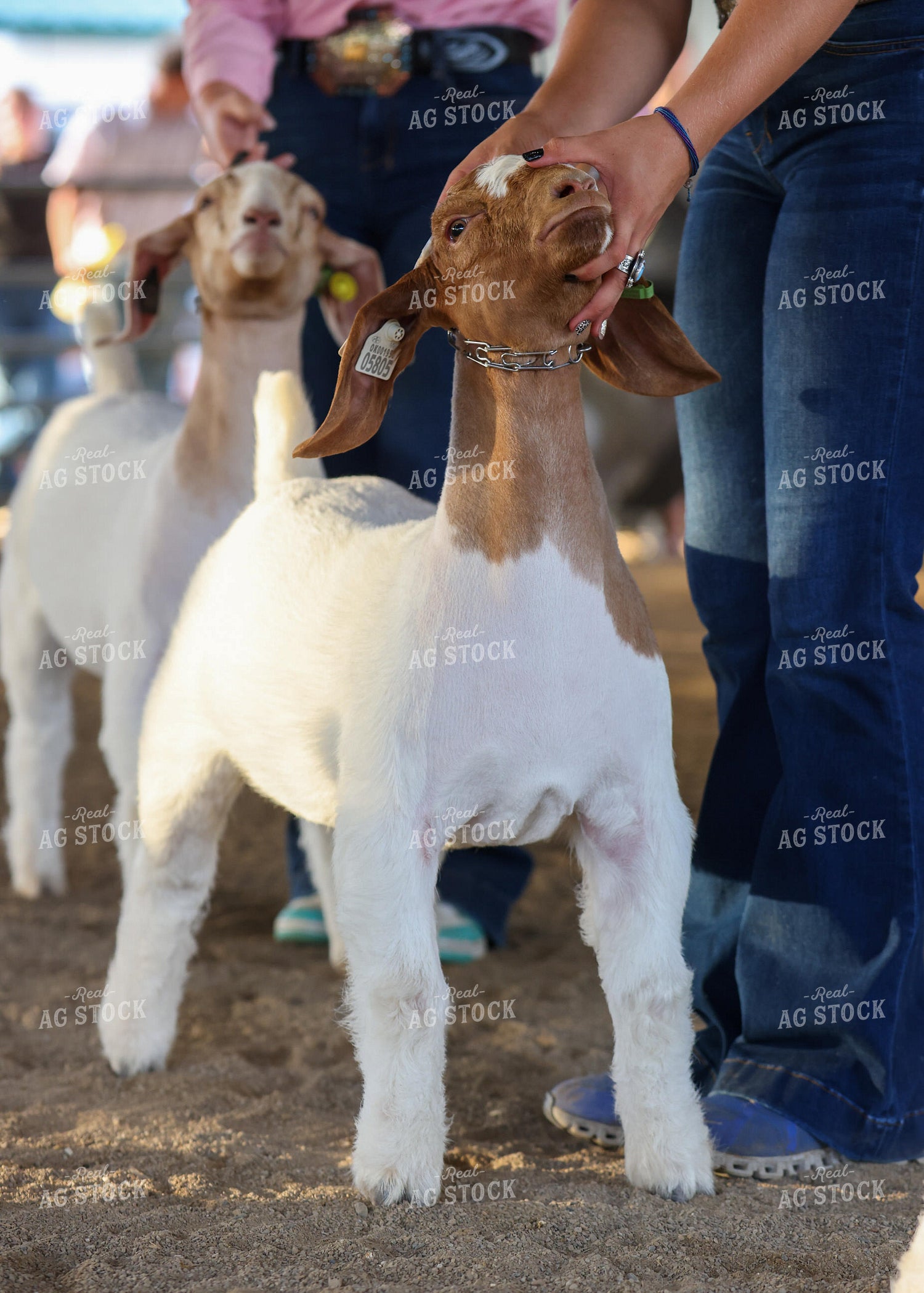 Showing Goats 160123