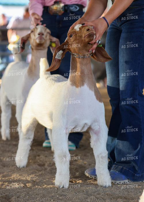 Showing Goats 160123