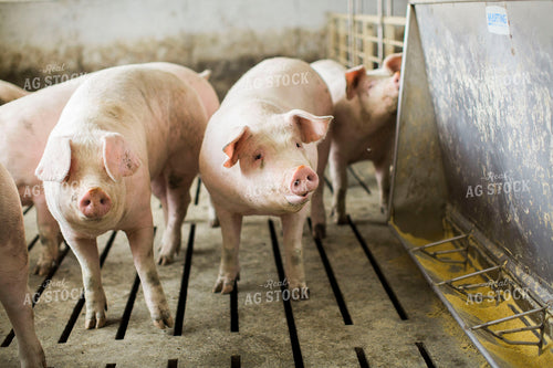 Pigs in Barn with Feeder 3886