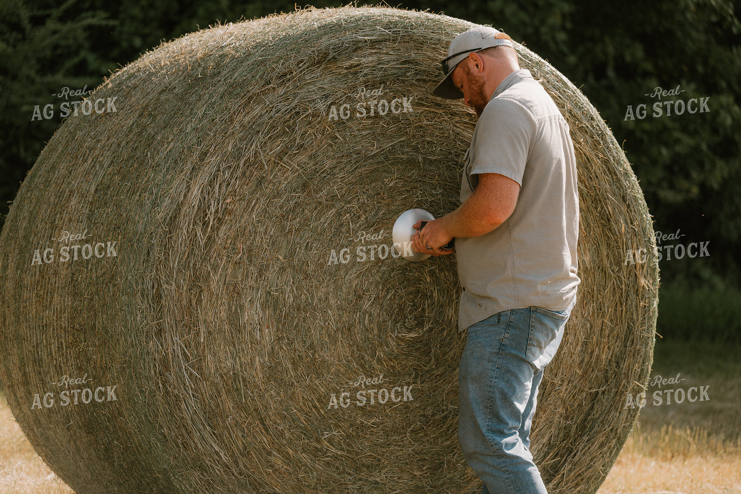 Farmer Checking Hay Moisture 125391