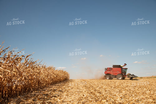 Combine Harvesting Corn on a Sunny Day 25905