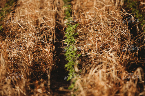 V3 Soybeans in Rye Cover Crop 5806