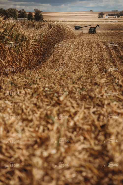 Combine Harvesting Corn and Unloading On the Go onto Auger Wagon 3328