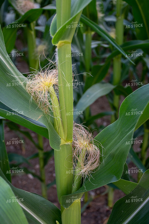 Immature Ear of Corn 50128