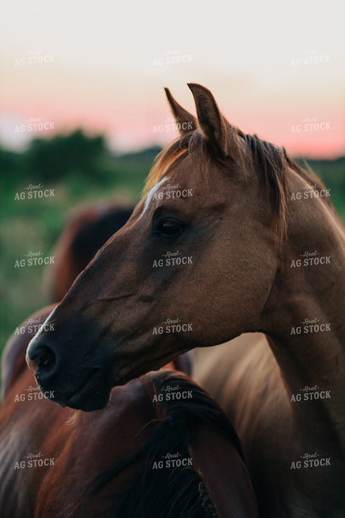 Horses 123023