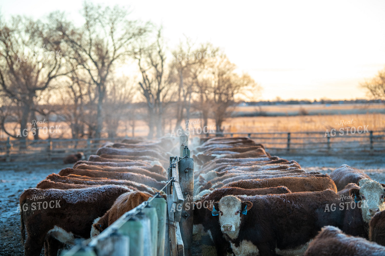 Hereford Cattle in Winter 212094