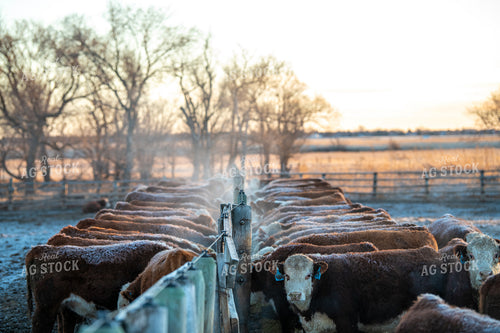 Hereford Cattle in Winter 212094
